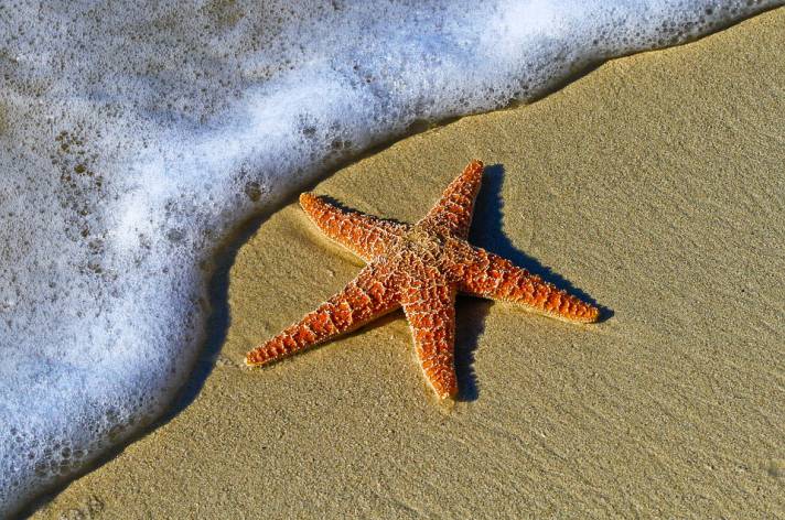 the starfish motivational story