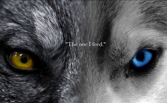 the wolf you feed motivational story